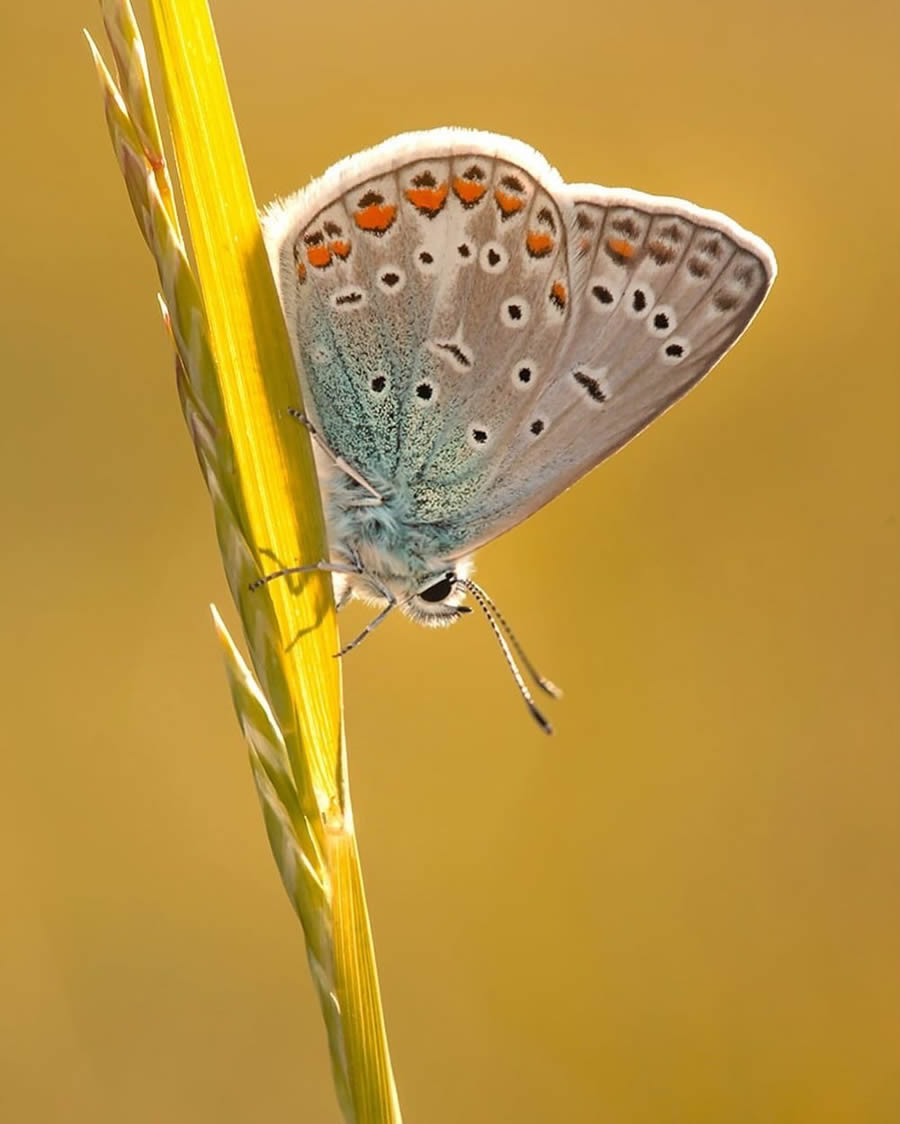 Magical Macro Photos Of Flowers And Butterflies By Kasia Pietraszko