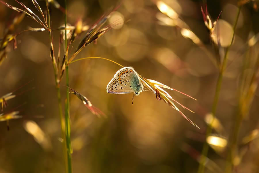 Magical Macro Photos Of Flowers And Butterflies By Kasia Pietraszko