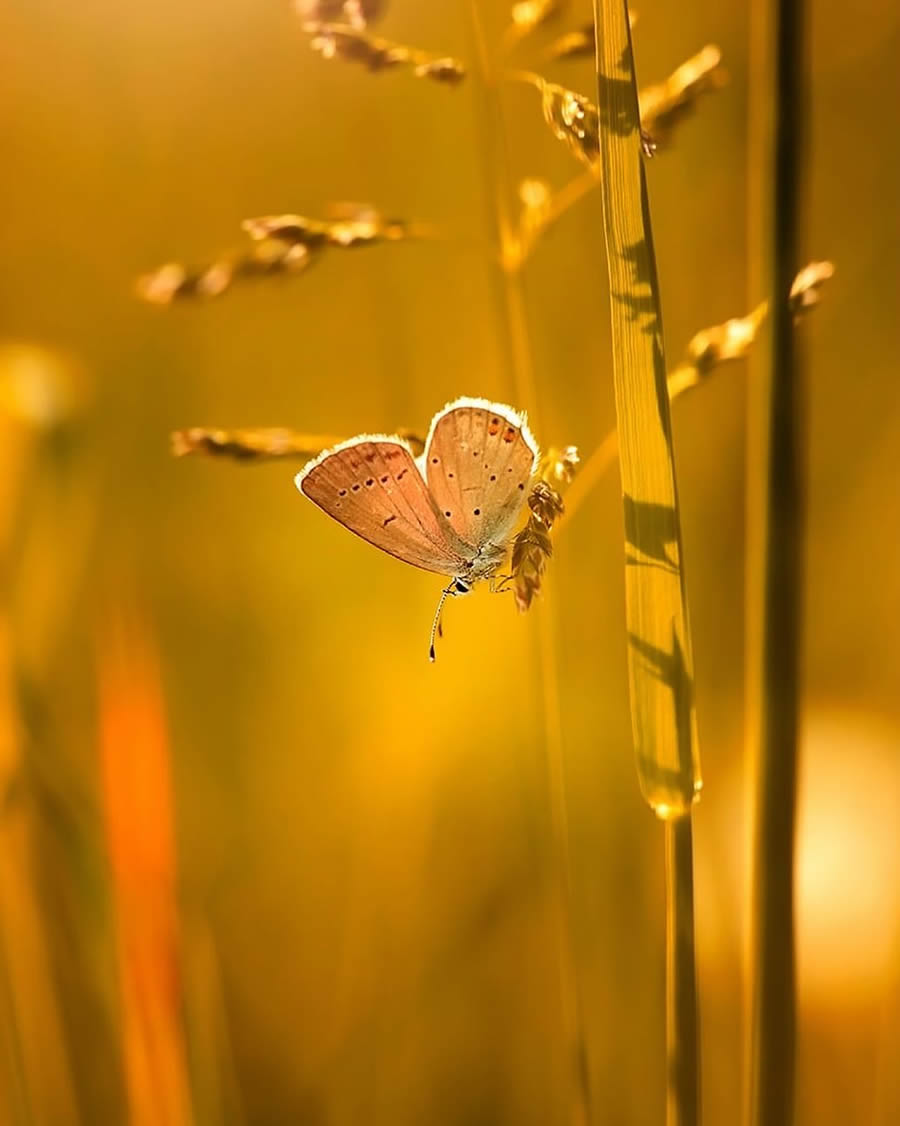 Magical Macro Photos Of Flowers And Butterflies By Kasia Pietraszko