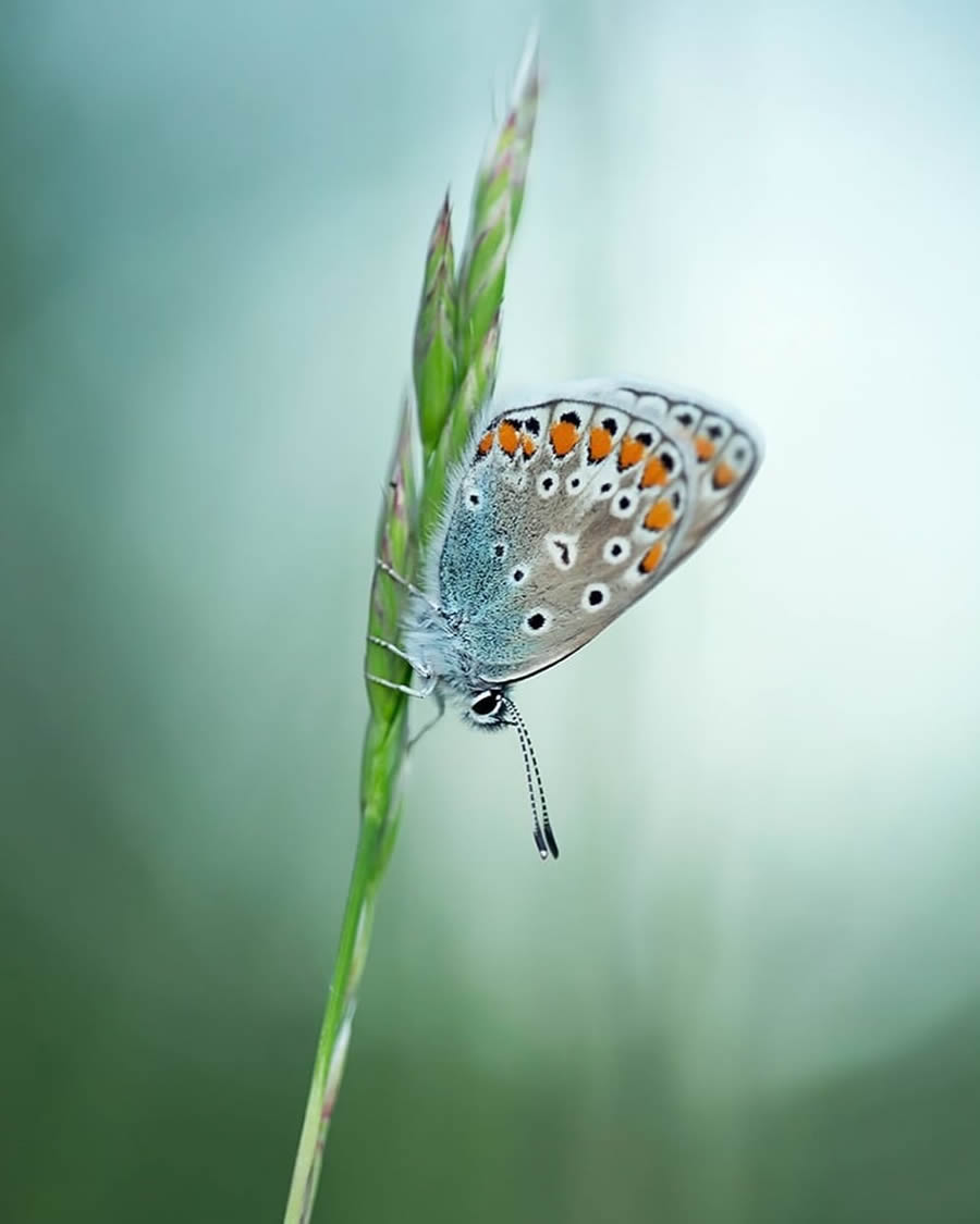 Magical Macro Photos Of Flowers And Butterflies By Kasia Pietraszko