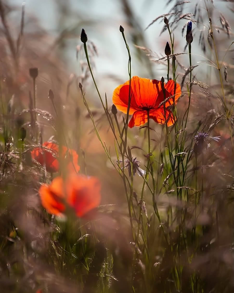 Magical Macro Photos Of Flowers And Butterflies By Kasia Pietraszko