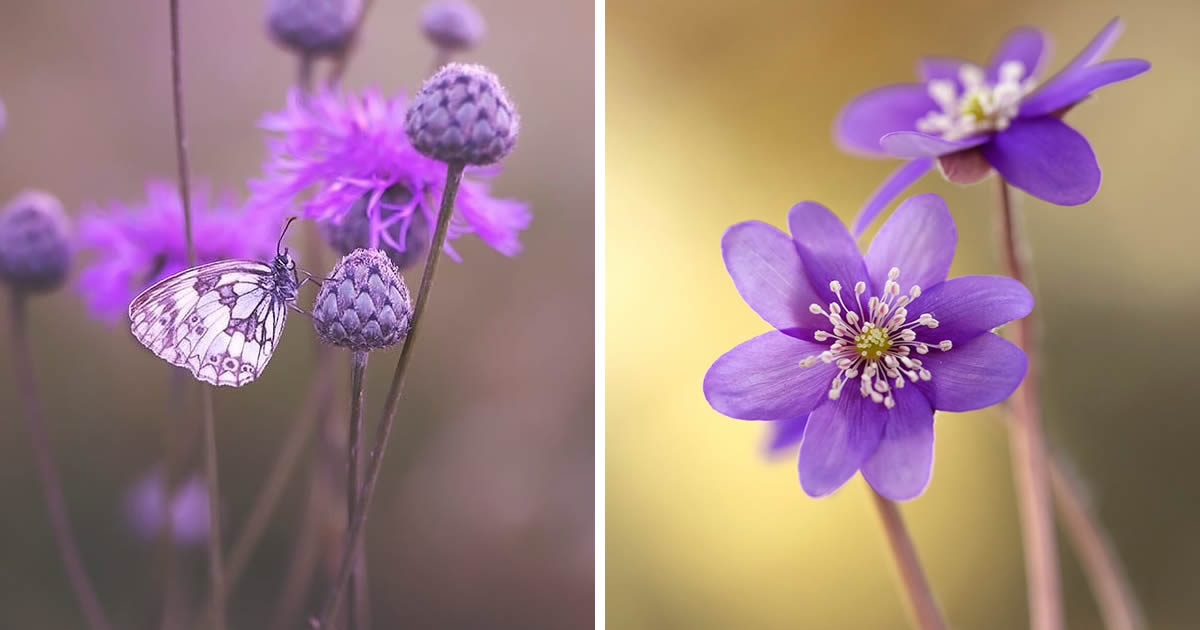 Polish Photographer Kasia Pietraszko Captures Magical Macro Photos Of Flowers And Butterflies