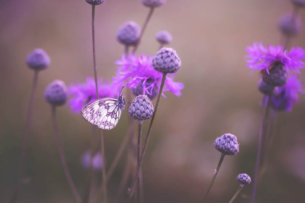 Magical Macro Photos Of Flowers And Butterflies By Kasia Pietraszko