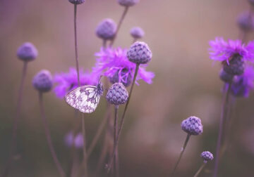 Magical Macro Photos Of Flowers And Butterflies By Kasia Pietraszko