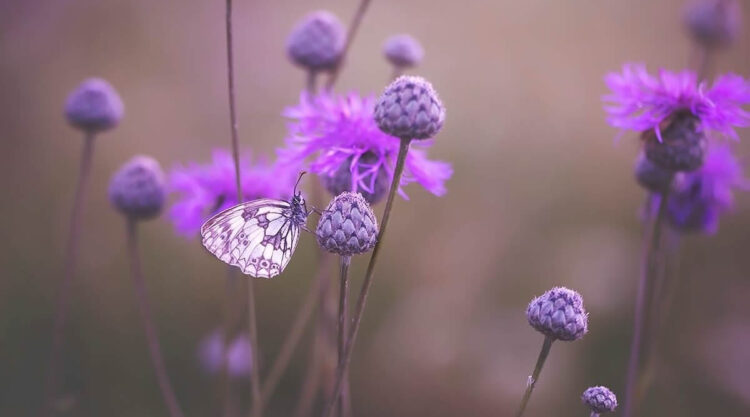 Magical Macro Photos Of Flowers And Butterflies By Kasia Pietraszko