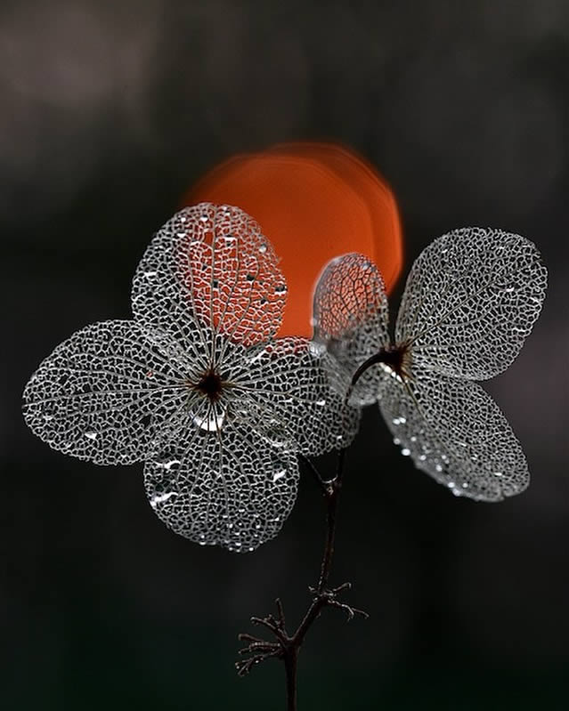 Macro Photos Of Leaves With Water Drops By Dorota Ulman