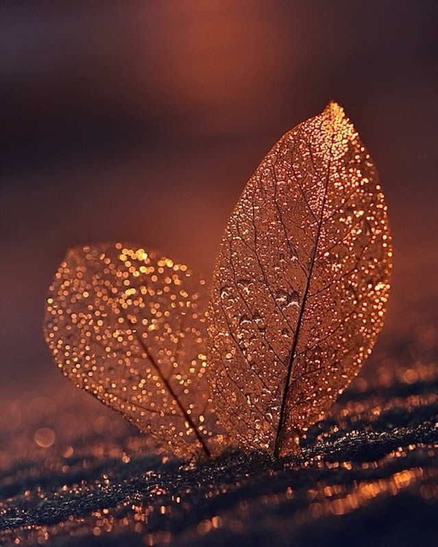 Macro Photos Of Leaves With Water Drops By Dorota Ulman