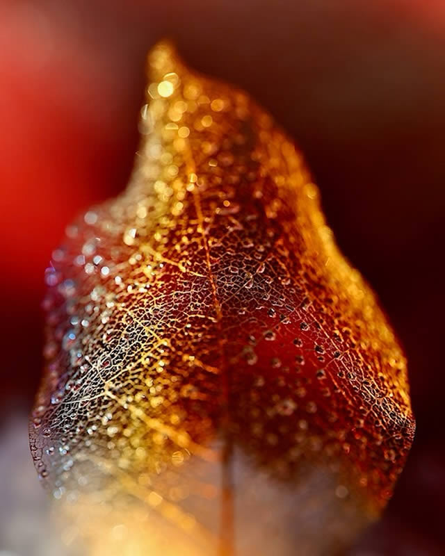 Macro Photos Of Leaves With Water Drops By Dorota Ulman