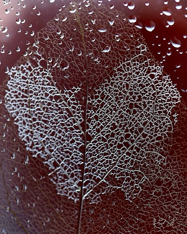 Macro Photos Of Leaves With Water Drops By Dorota Ulman