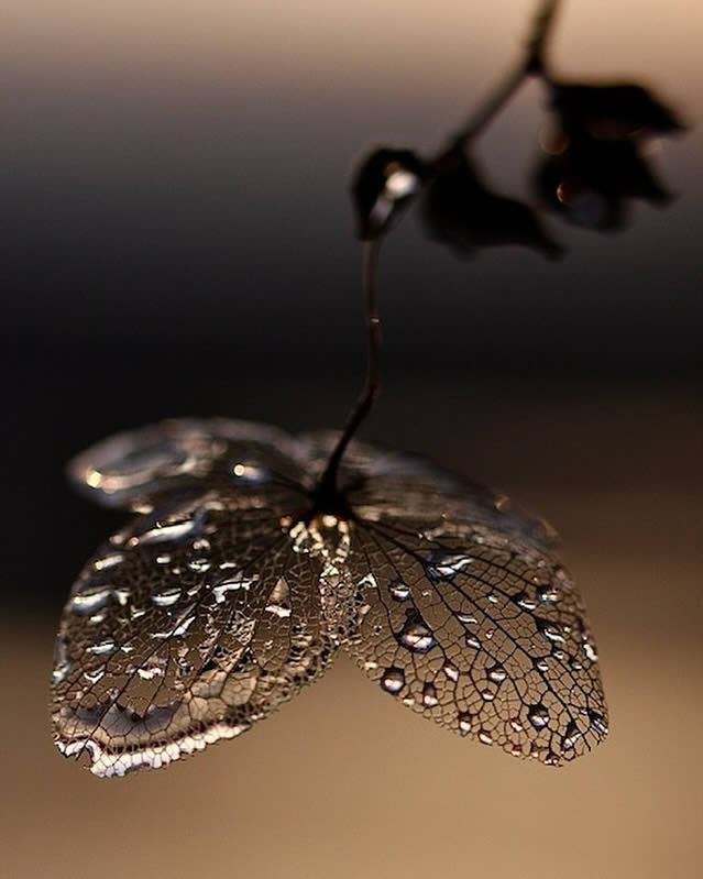 Macro Photos Of Leaves With Water Drops By Dorota Ulman