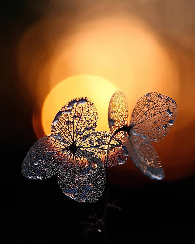 Macro Photos Of Leaves With Water Drops By Dorota Ulman