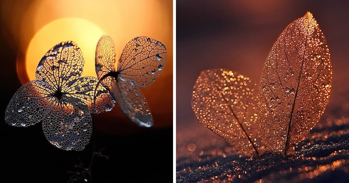 Canadian Photographer Dorota Ulman Showcases Stunning Macro Photos Of Water-Drenched Leaves