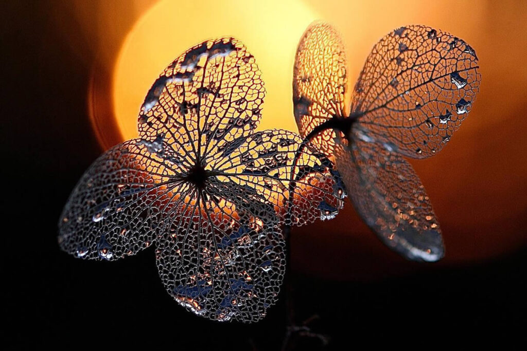 Canadian Photographer Dorota Ulman Showcases Stunning Macro Photos Of ...