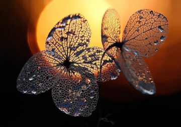 Macro Photos Of Leaves With Water Drops By Dorota Ulman