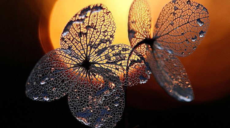 Macro Photos Of Leaves With Water Drops By Dorota Ulman