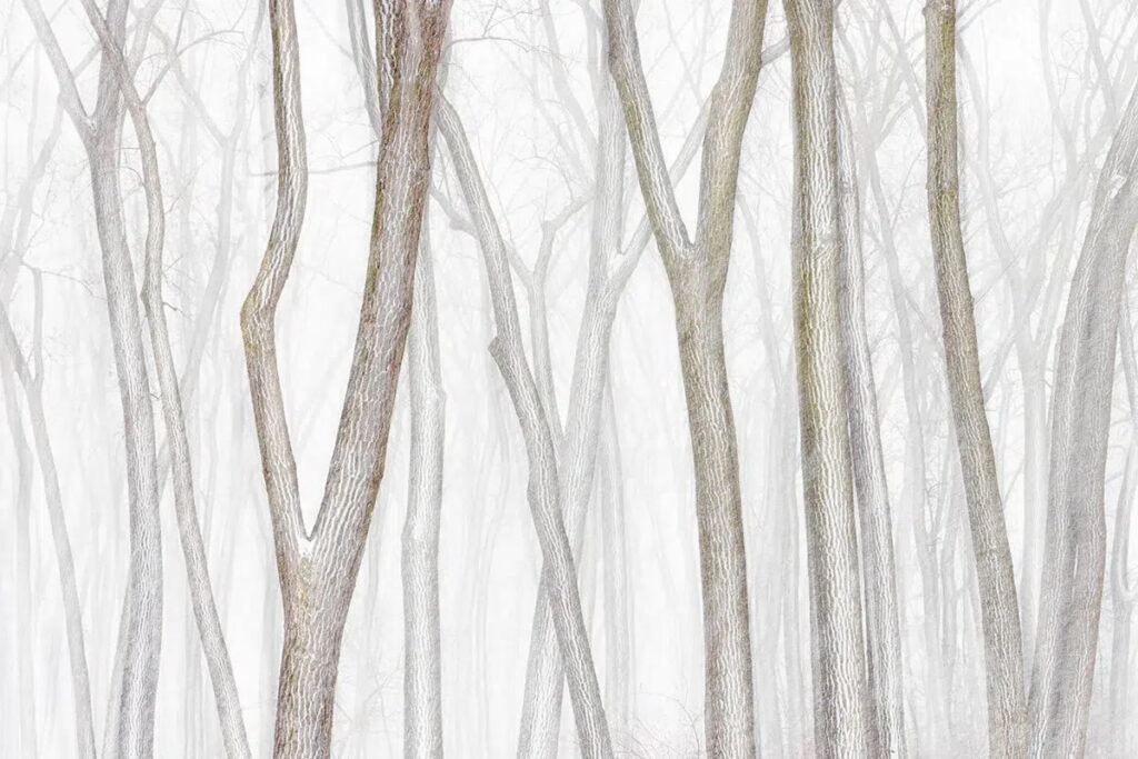 2024 Minimalist Photography Awards Winners