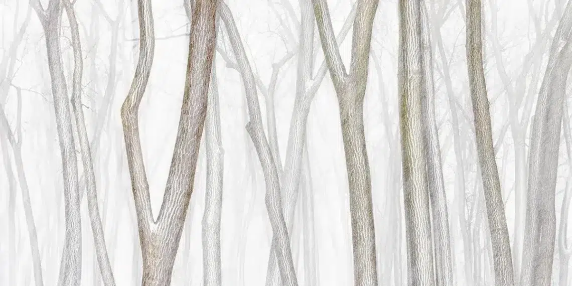 30 Stunning Award-Winning Images From The 2024 Minimalist Photography Awards 31 minimalist photographer of the year winners 2024