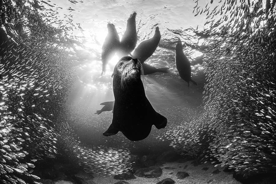 2024 Monovisions Black And White Photography Awards Winners