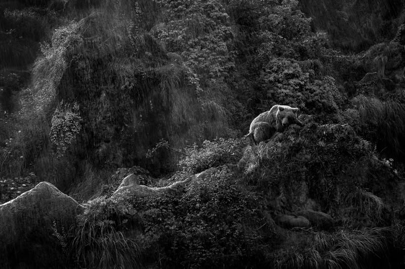 25 Award-Winning Nature and Wildlife Photos from the 2024 Monovisions B&W Photography Awards