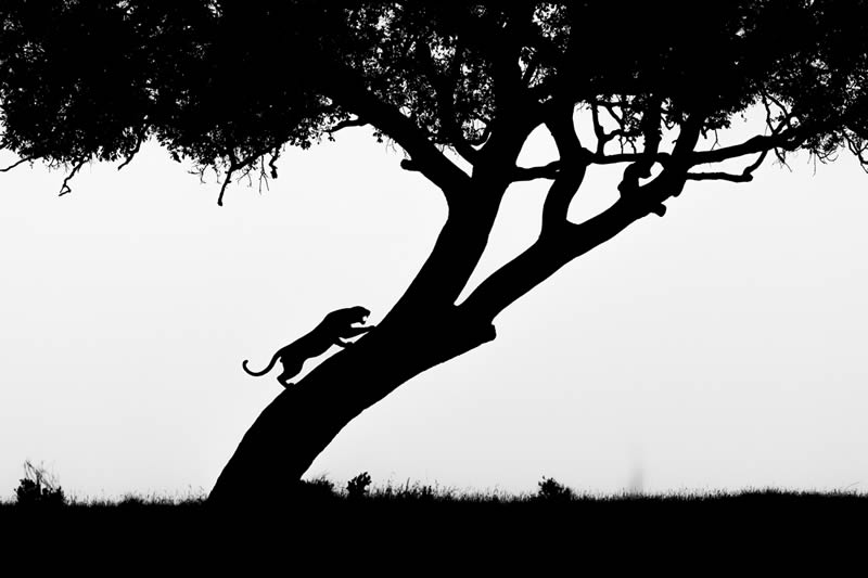 2024 Nature and Wildlife Monivisions Black and White Photography Awards