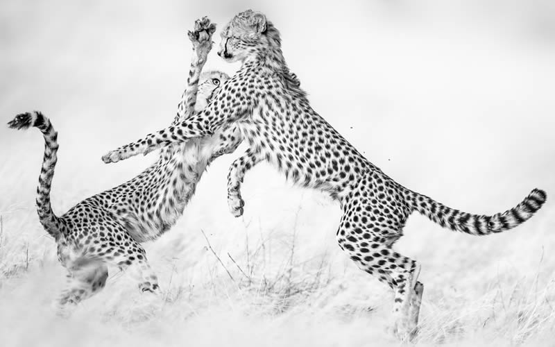 2024 Nature and Wildlife Monivisions Black and White Photography Awards