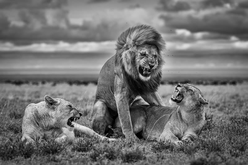 2024 Nature and Wildlife Monivisions Black and White Photography Awards