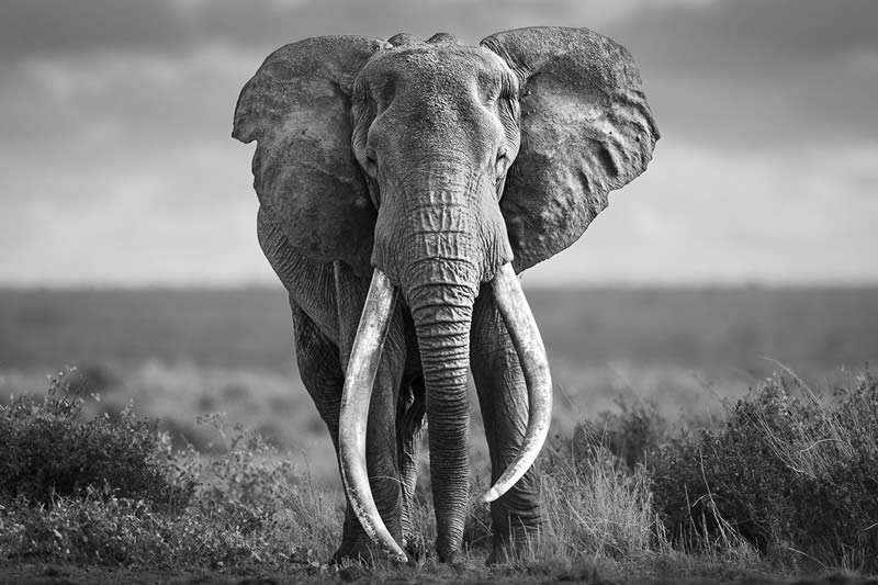 2024 Nature and Wildlife Monivisions Black and White Photography Awards