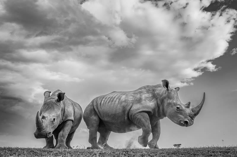 2024 Nature and Wildlife Monivisions Black and White Photography Awards