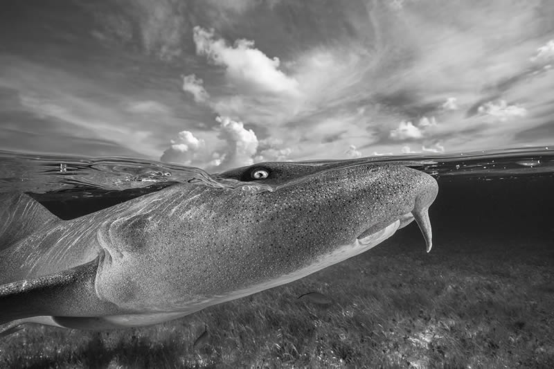 2024 Nature and Wildlife Monivisions Black and White Photography Awards