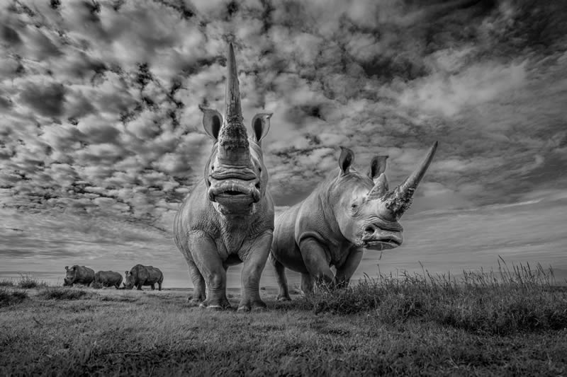 2024 Nature and Wildlife Monivisions Black and White Photography Awards