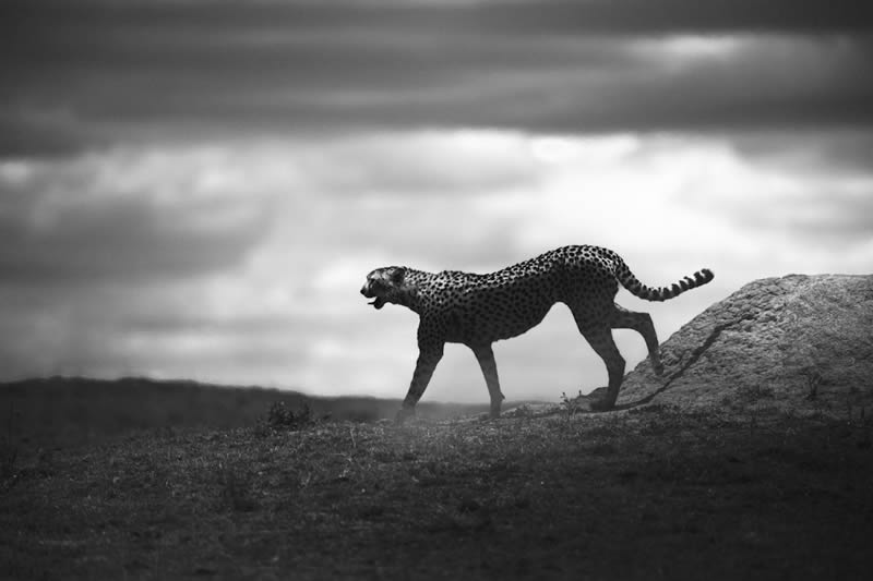 2024 Nature and Wildlife Monivisions Black and White Photography Awards