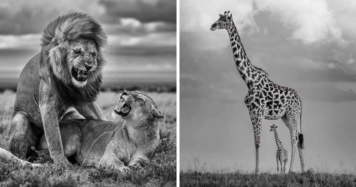 25 Award-Winning Nature and Wildlife Photos from the 2024 Monovisions B&W Photography Awards