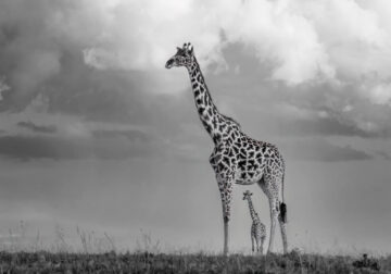 2024 Nature and Wildlife Monivisions Black and White Photography Awards