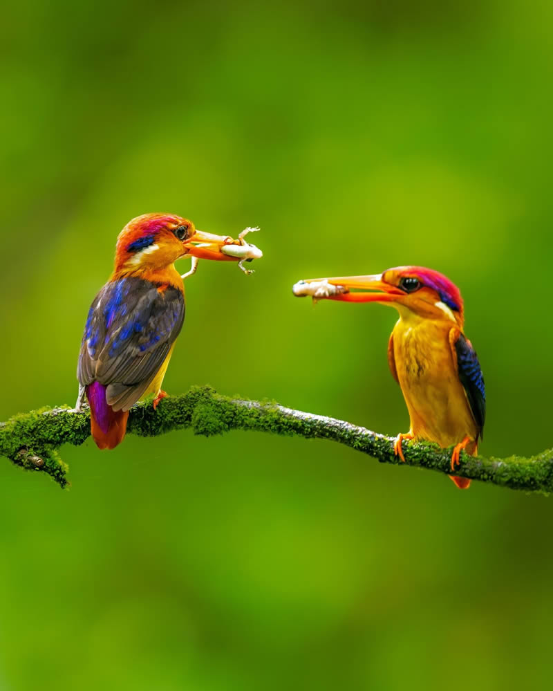 Best Photography Wildlife Nature Best Photography Wildlife Nature