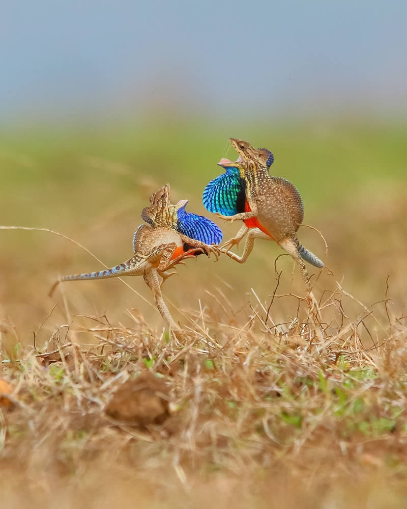 Wildlife Photography By National Geographic India