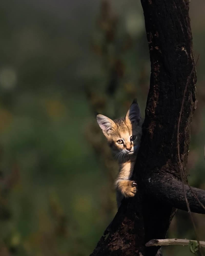 Wildlife Photography By National Geographic India