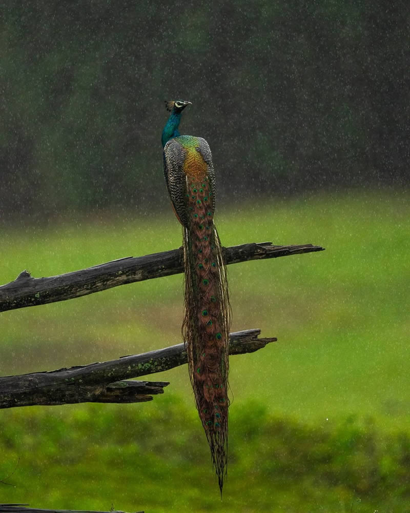 Wildlife Photography By National Geographic India