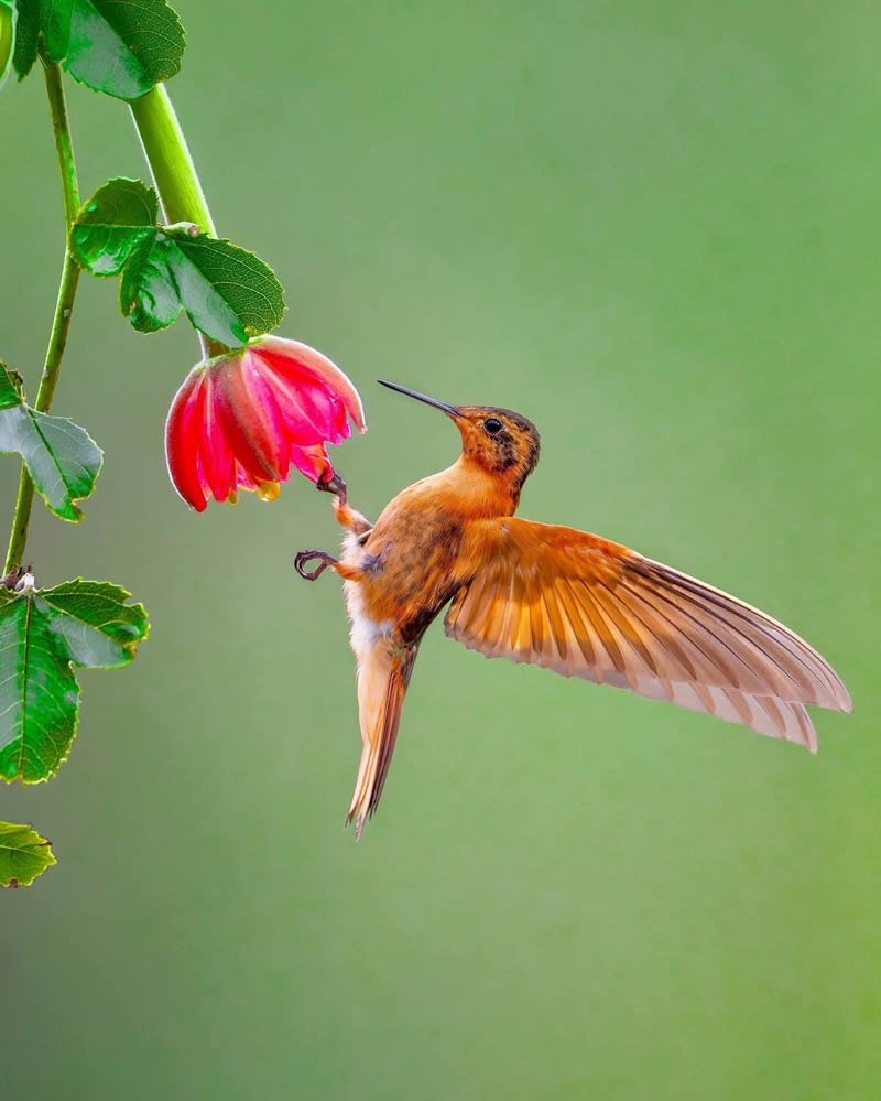 Wildlife Photography By National Geographic India