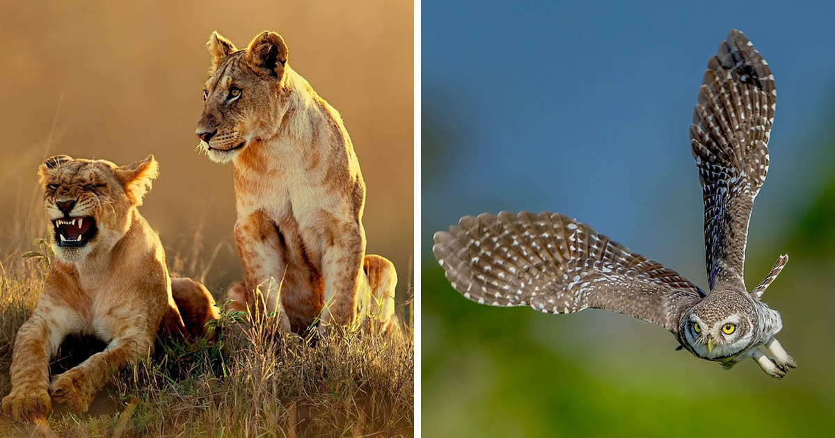 20 Stunning Wildlife Photos Showcased On National Geographic India’s Instagram Page