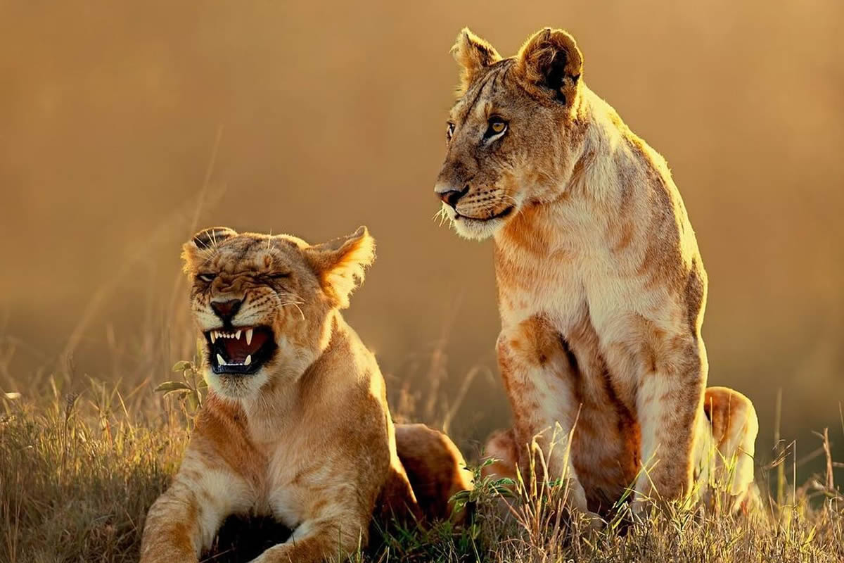 Wildlife Photography By National Geographic India