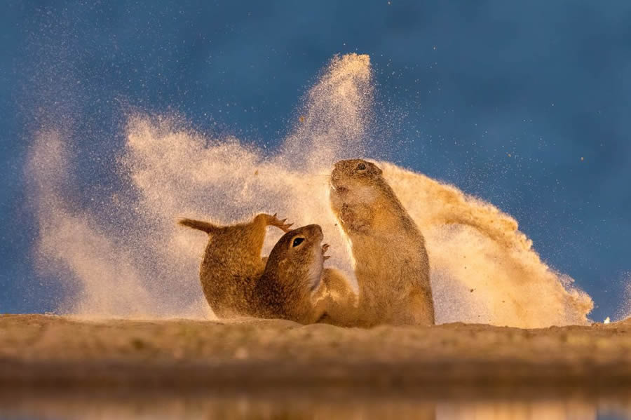 34 Incredible Winning Photos From The Nature TTL Photographer Of The Year 2024