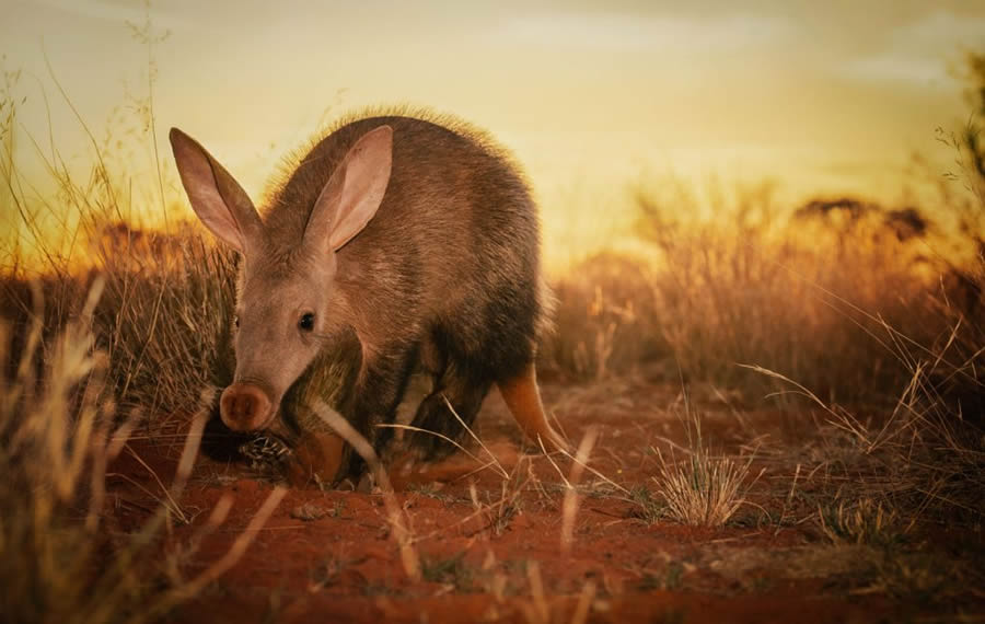 Nature TTL Photographer Of The Year 2024 Winners