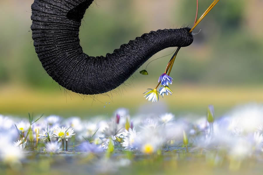 Nature TTL Photographer Of The Year 2024 Winners