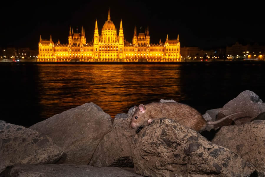 Nature TTL Photographer Of The Year 2024 Winners