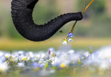 Nature TTL Photographer Of The Year 2024 Winners