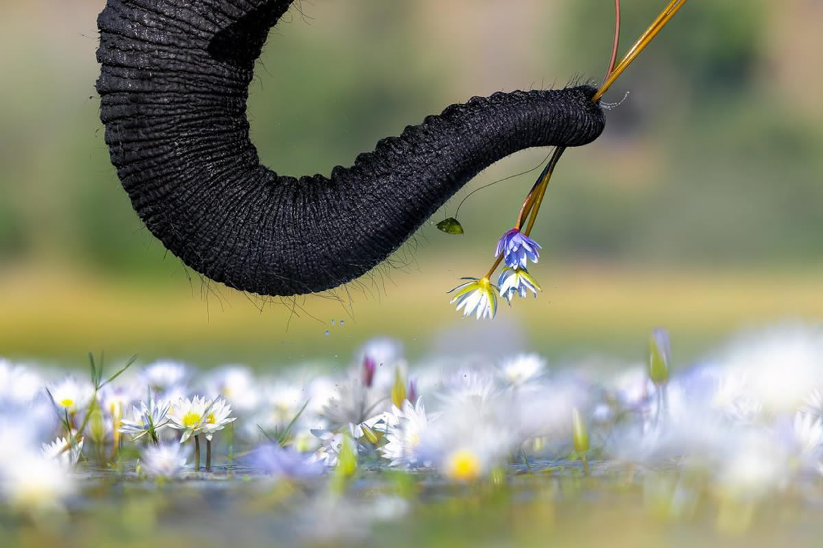 Nature TTL Photographer Of The Year 2024 Winners