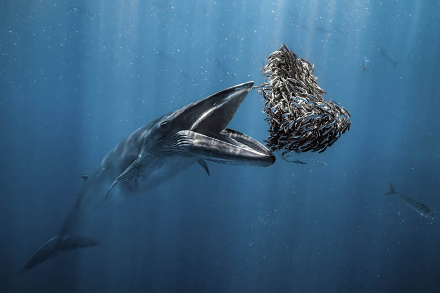 28 Amazing Winning Photos From The 2024 Ocean Photographer Of The Year