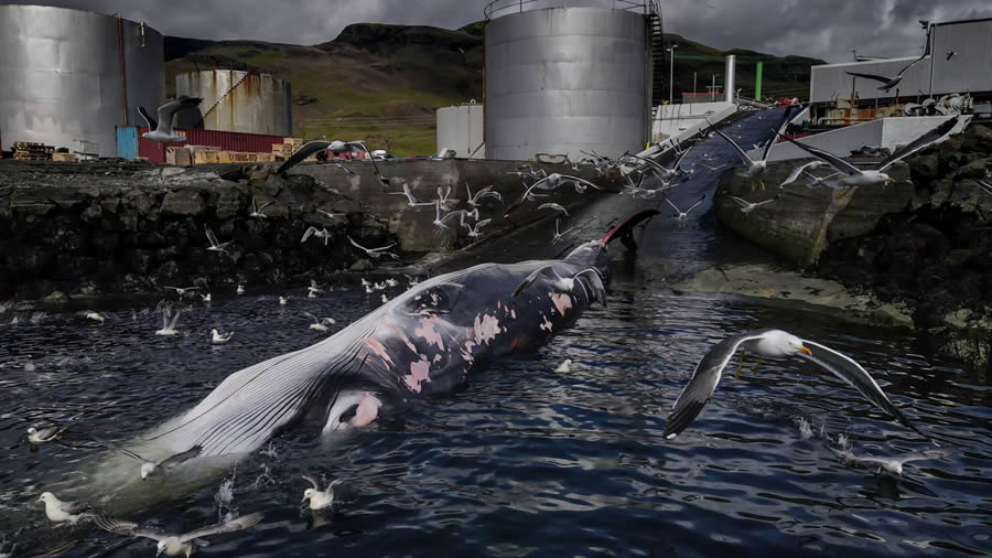 Ocean Photographer Of The Year 2024 Awards Winners