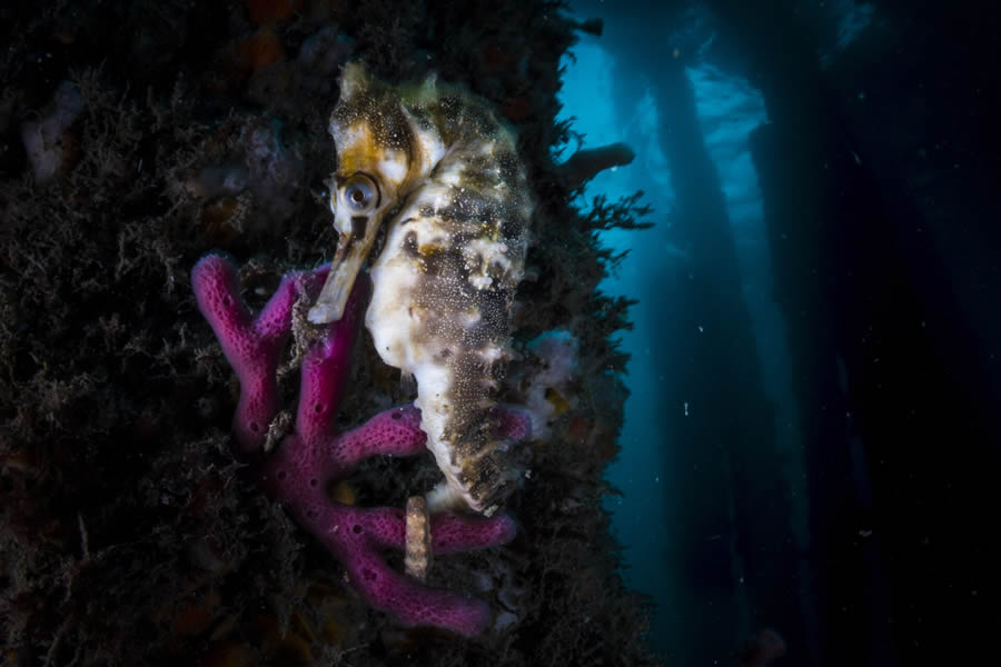 Ocean Photographer Of The Year 2024 Awards Winners