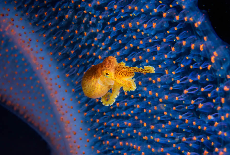 Ocean Photographer Of The Year 2024 Awards Winners